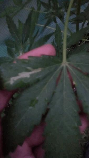 post-830297-0-98320300-1410891562_thumb.jpg