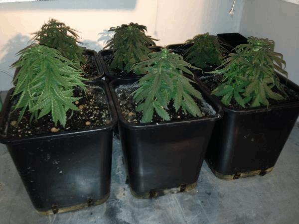 post-833849-0-21356900-1411458401_thumb.jpg