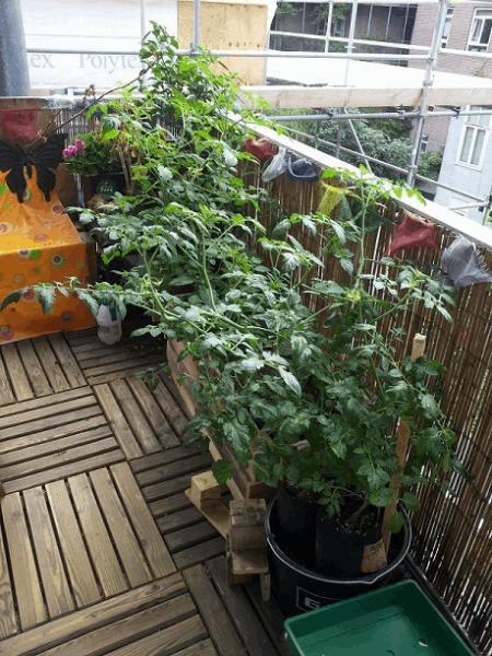 TomatesBalcon.jpg