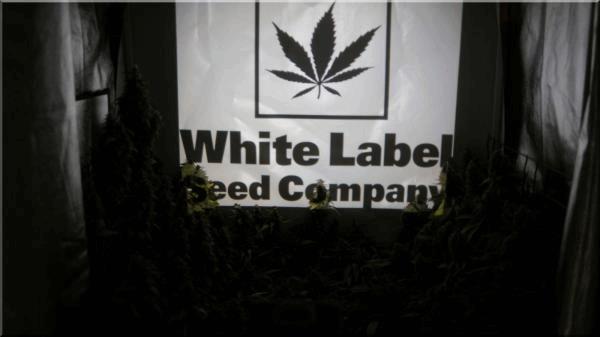 Session  White-Label Seeds.jpg
