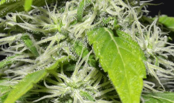 post-843738-0-42945600-1442701356_thumb.jpg