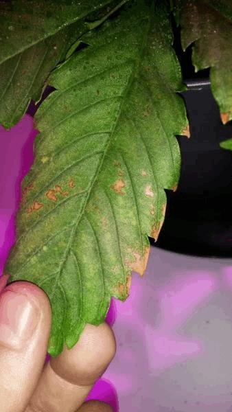 post-847054-0-14049800-1443385485_thumb.jpg