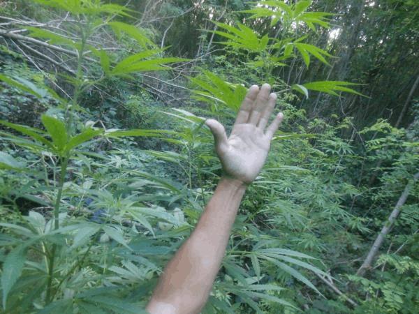 post-824662-0-83903800-1473003009_thumb.jpg
