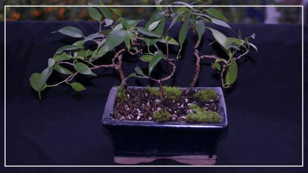 bonsaï ficus benjamina#2.jpg