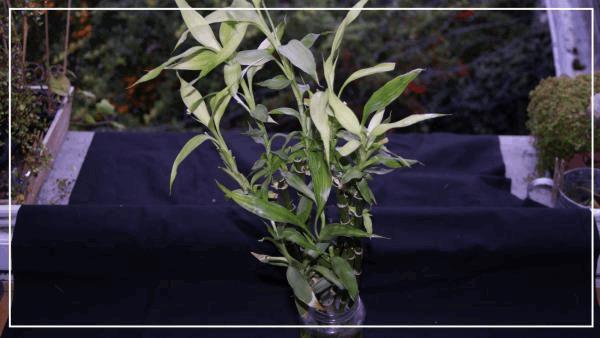 le dracena sanderiana.jpg