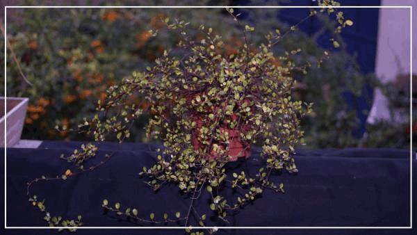 le muehlenbeckia.jpg