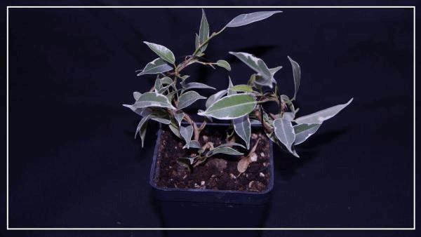 le ficus benjamina starlight.jpg