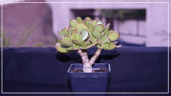 le crassula.jpg