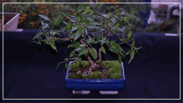 bonsaï ficus benjamina#1.jpg