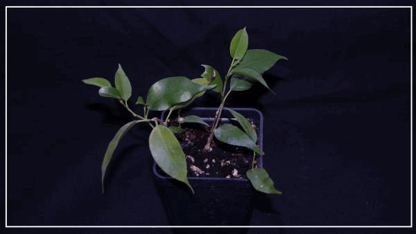 boutures de ficus benjamina.jpg