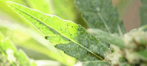post-716887-0-93354400-1318436776_thumb.jpg