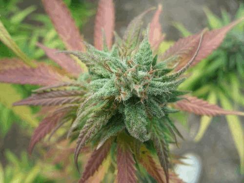 afghani04.jpg