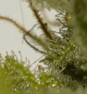 macro.jpg