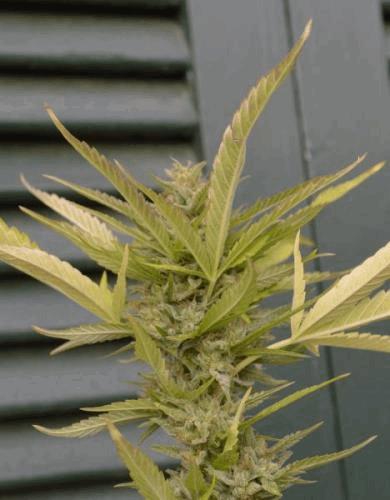 budpandora.jpg
