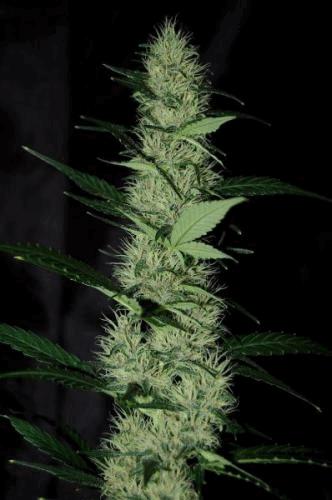 afrokush bud red.JPG