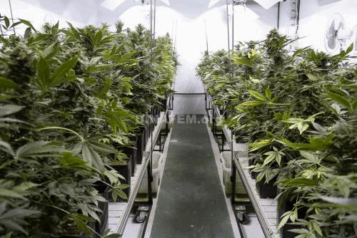 moby dick-autoflowering-dinafem-7150.jpg