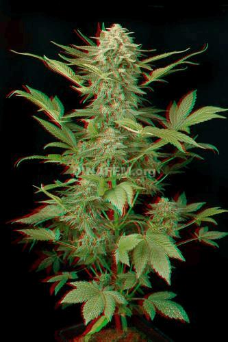 3d-widow-autoflowering-dinafem-7234.jpg