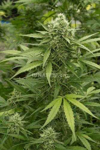 moby-dick-autoflowering-dinafem-8779.jpg