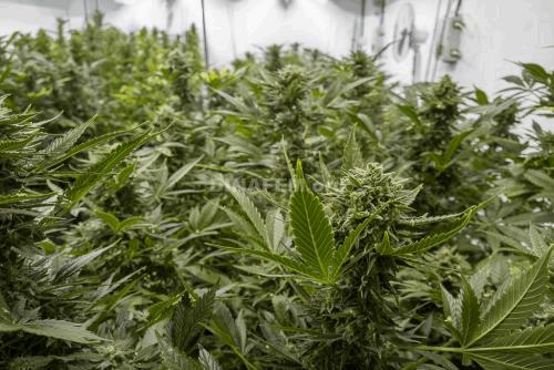 mobydick-autoflowering-dinafem-7153.jpg