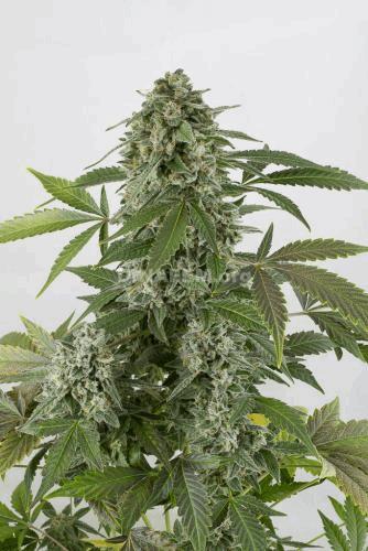 widow-autoflowering-dinafem-4855.jpg
