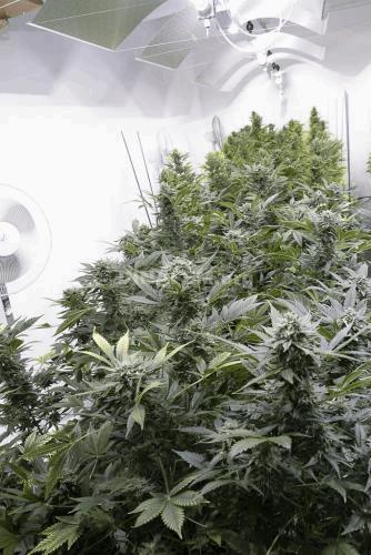 mobydick-autoflowering-dinafem-7152.jpg
