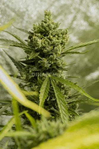 amnesia-autoflowering-dinafem-7060.jpg