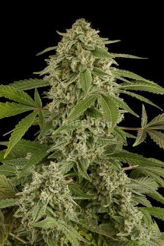 widow-autoflowering-dinafem-2.jpg