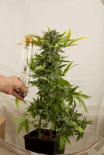 widow-autoflowering-dinafem-4847.jpg