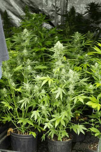 autoflowering-multi-strain-8790.jpg