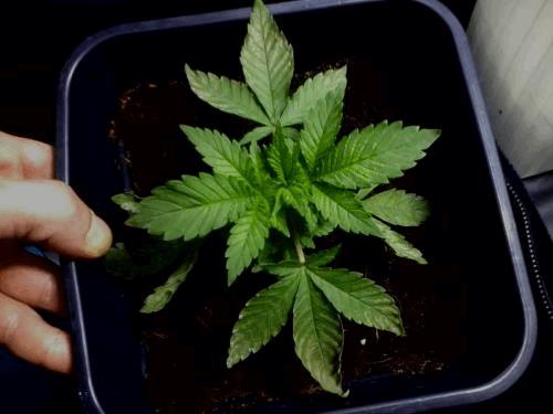 post-817292-0-45256800-1382878681_thumb.jpg