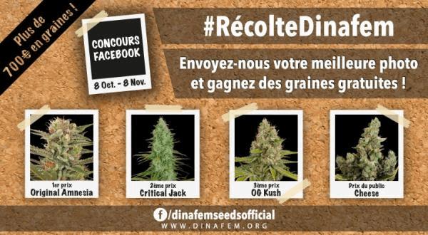 banner 2 récolte CannaWeed.jpg