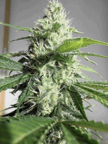 DSCN2600_DxO-3.jpg