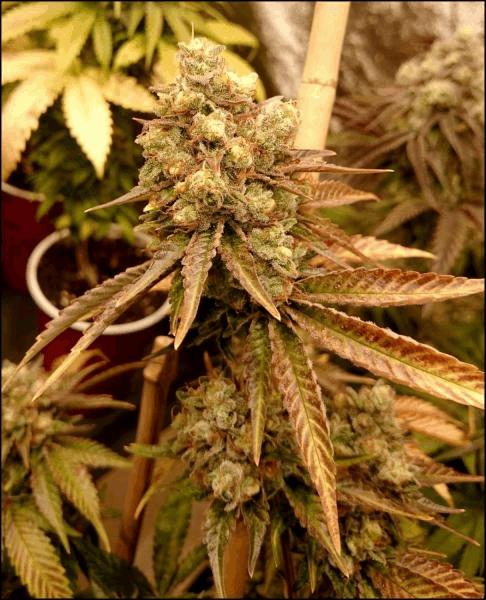 banana sherbert f+56.jpg