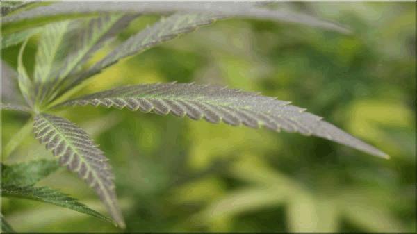 purple-bud out B.jpg