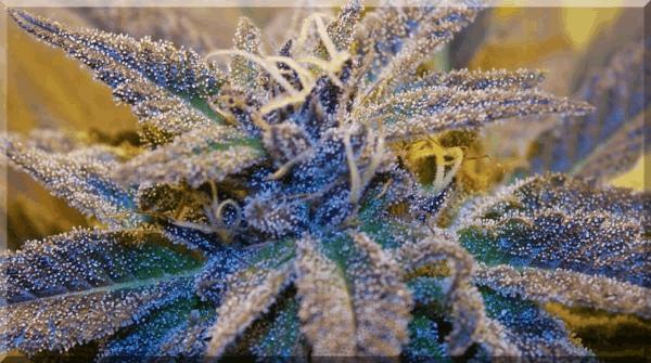 purple-bud out 17.10.15 F.jpg