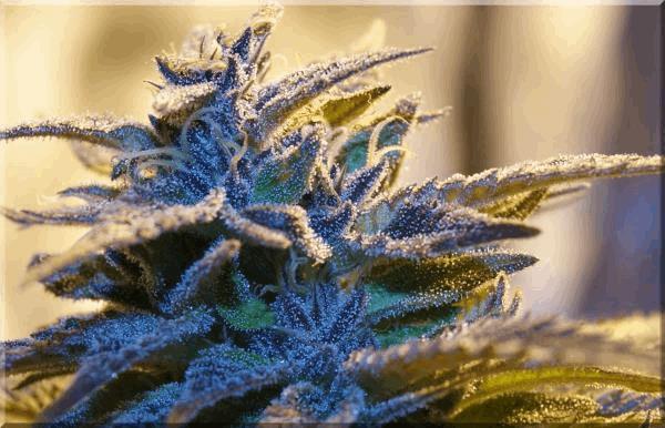 purple-bud out 17.10.15 D.jpg