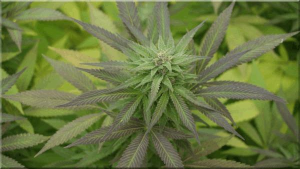 purple-bud out.jpg