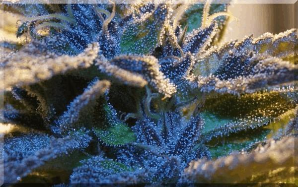 purple-bud out 17.10.15.jpg