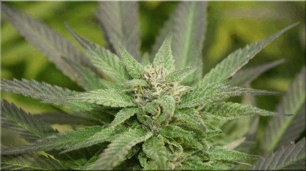 purple-bud out C.jpg