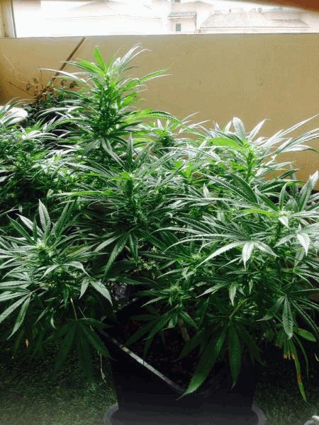 post-847116-0-64158600-1444069467_thumb.jpg