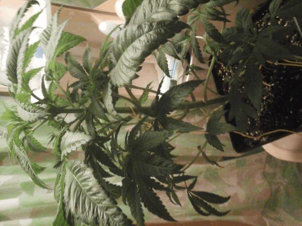 post-847426-0-85291300-1445352164_thumb.jpg