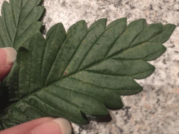 post-847662-0-08396800-1445541749_thumb.jpeg