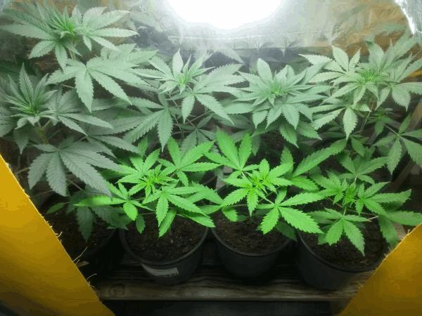 post-738179-0-17642900-1477161980_thumb.jpg