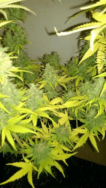 IMAG0304.jpg