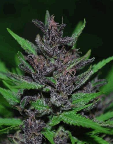 purple1n.jpg