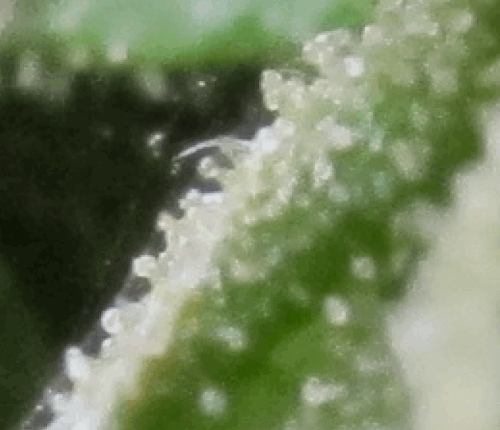 post-708312-0-92701000-1320951313_thumb.png