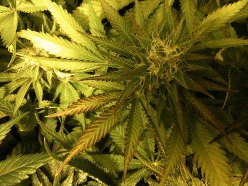 IMG_0444.JPG