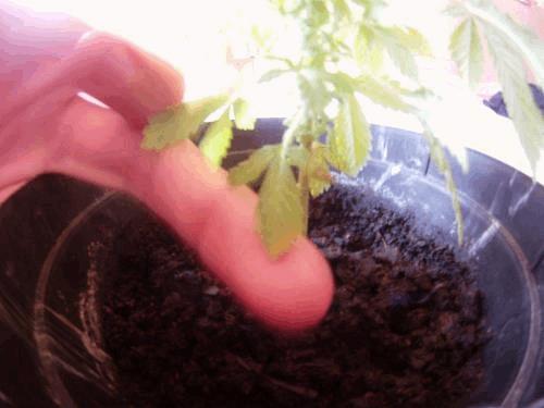 post-793150-0-52775100-1353835469_thumb.jpg