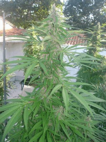 Durganchitral Sativa flo + 35 (8).jpg