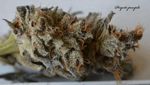 xgallery_794313_3135_1828600.jpg.pagespeed.ic.Mjpw7UTYZI.jpg
